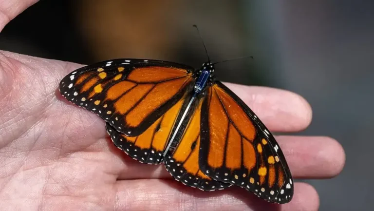 Scientists Are Finally Following Monarch Butterflies Without Losing Them